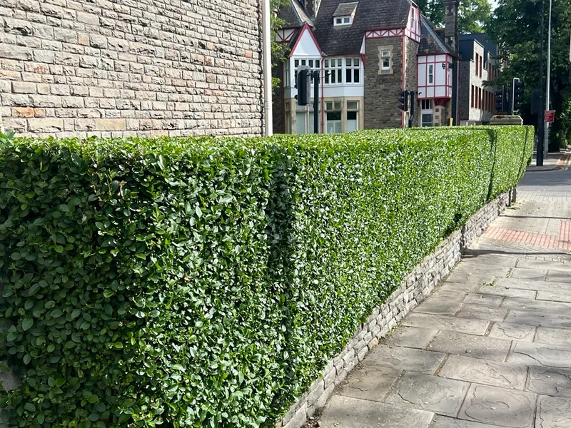 Tree and shrub care